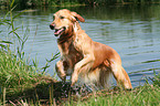 bathing Golden Retriever