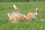 wallowing Golden Retriever