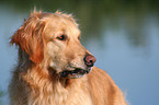 Golden Retriever Portrait