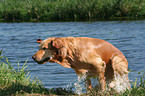 bathing Golden Retriever