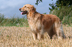 standing Golden Retriever