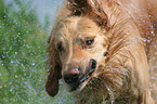 Golden Retriever Portrait