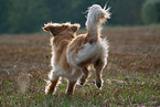 running Golden Retriever