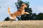 jumping Golden Retriever