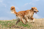 running Golden Retriever