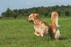 running Golden Retriever