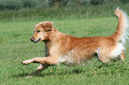 running Golden Retriever