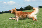 running Golden Retriever