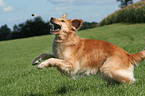 running Golden Retriever