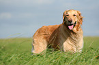 standing Golden Retriever