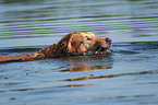 bathing Golden Retriever