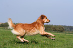 running Golden Retriever