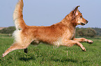 running Golden Retriever