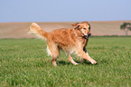 running Golden Retriever