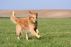 running Golden Retriever