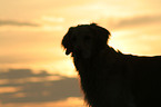 Golden Retriever Silhouette