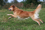 running Golden Retriever