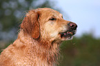 Golden Retriever Portrait