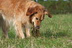 playing Golden Retriever