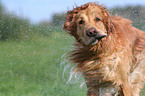 shaking Golden Retriever