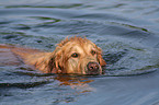 bathing Golden Retriever