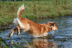 bathing Golden Retriever