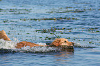 bathing Golden Retriever