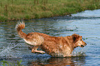 bathing Golden Retriever