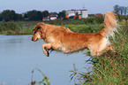 Golden Retriever jumping into water