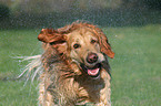 shaking Golden Retriever