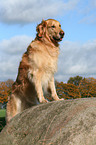 standing Golden Retriever