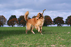 running Golden Retriever