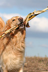 playing Golden Retriever