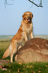 standing Golden Retriever