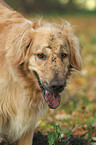 Golden Retriever Portrait