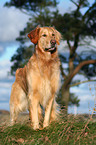 standing Golden Retriever