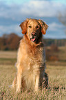 sitting Golden Retriever