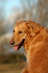 Golden Retriever Portrait