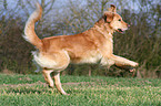 running Golden Retriever