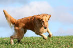 running Golden Retriever