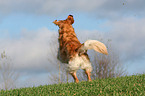 running Golden Retriever