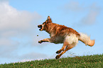 jumping Golden Retriever