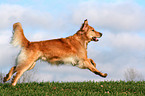 running Golden Retriever