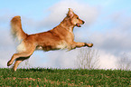 running Golden Retriever