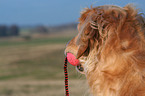 playing Golden Retriever