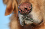 Golden Retriever snout