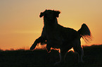 running Golden Retriever