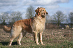 standing Golden Retriever