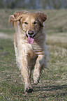 running Golden Retriever