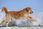 running Golden Retriever